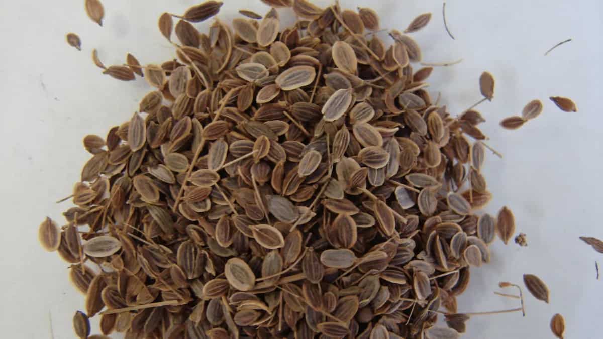 Dill Seeds Know About 6 Amazing Health Benefits Of Shepu