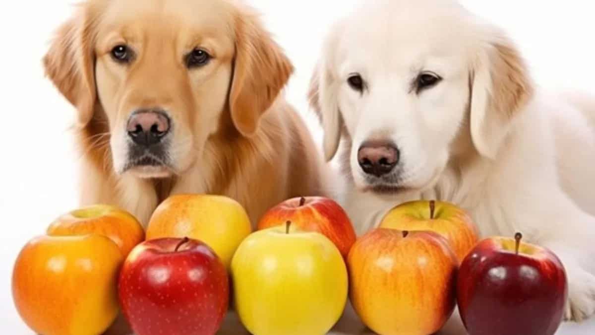 Can Dogs Eat Apples? Safe Snacking And Treat For Your Canine