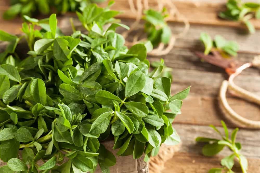 Master The Art Of Handling Methi, A Beloved Winter Green