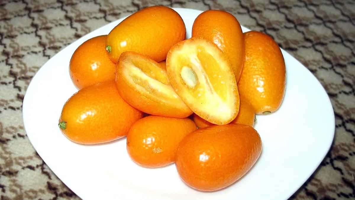 6 Reasons Why You Must Eat Winter Fruit Kumquat
