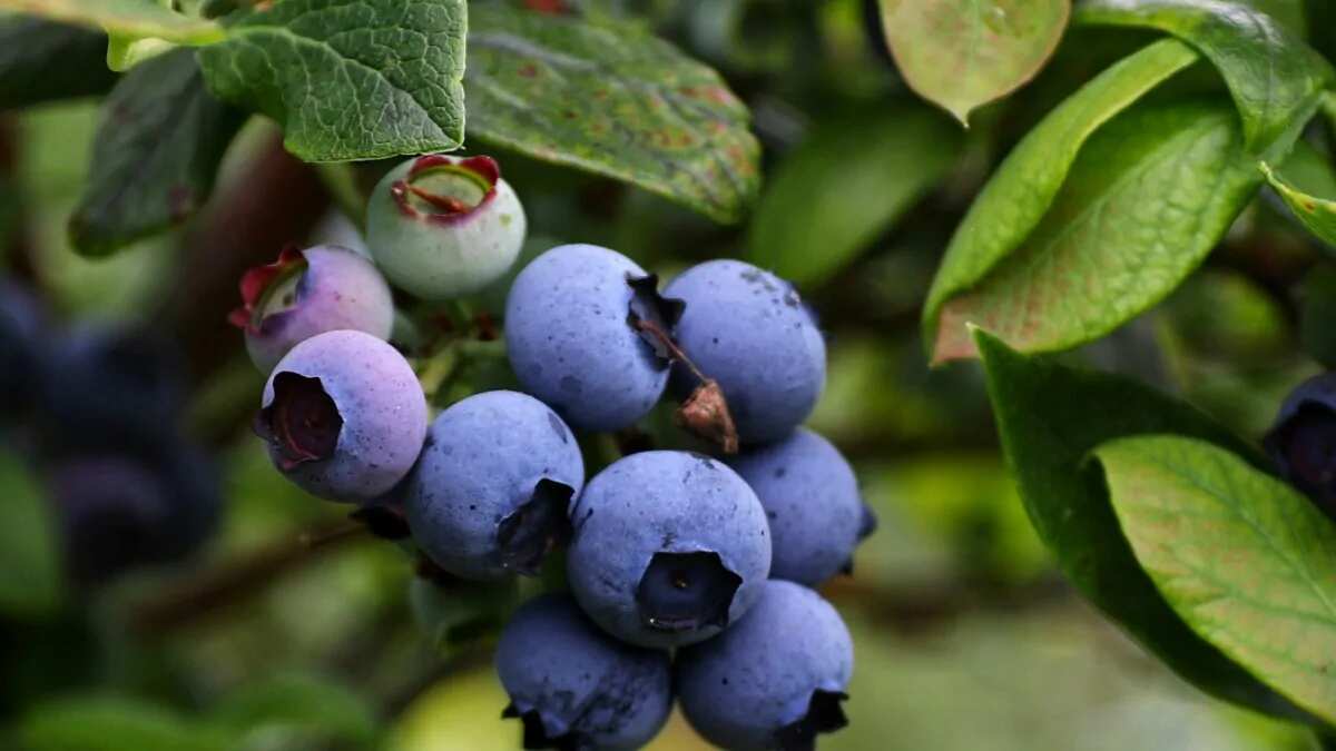 7 Creative Dishes To Make Out Of Blueberries