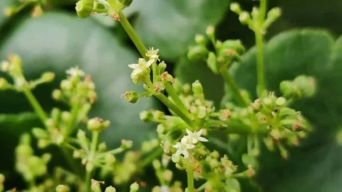 Brahmi: 6 Health Benefits Of Indian Pennywort You Must Know