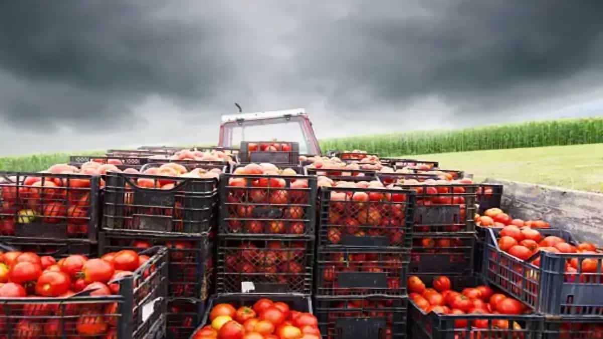Couple Hijacks 2.5 Tonnes of Tomatoes in Bengaluru; Arrested 