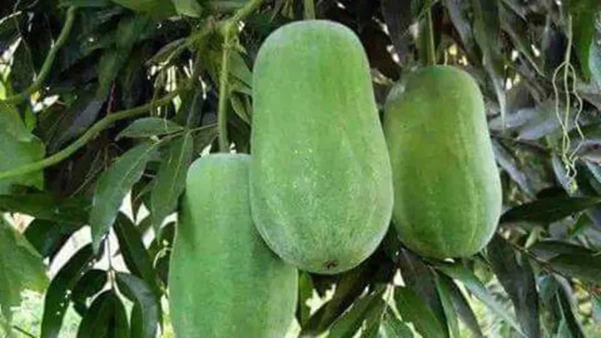 Advantages of Ash Gourd: 5 Reasons To Eat This Veggie