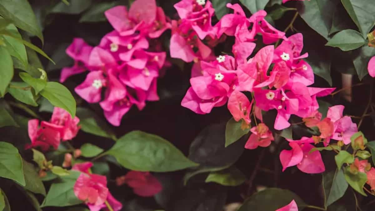 Tips To Grow And Care For Bougainvillea At Home