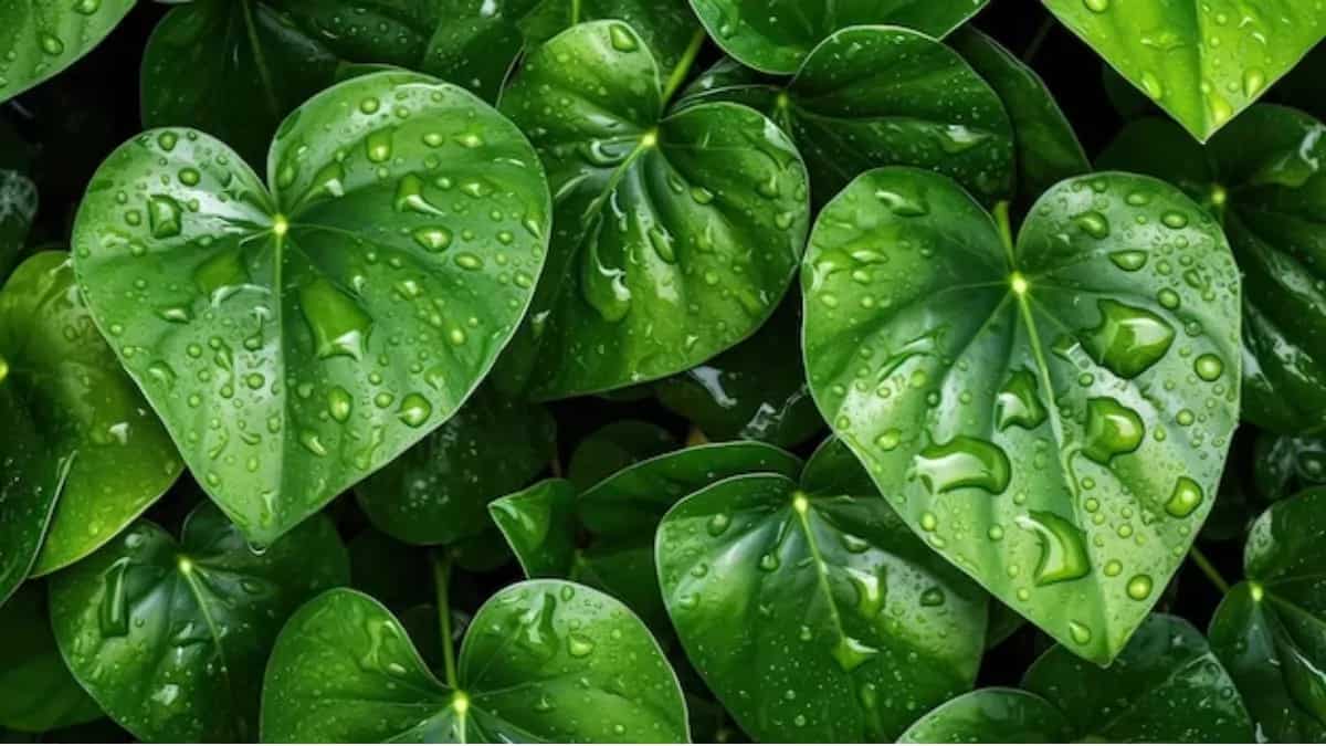 Top 6 Tips To Grow Money Plant In Your Home Garden