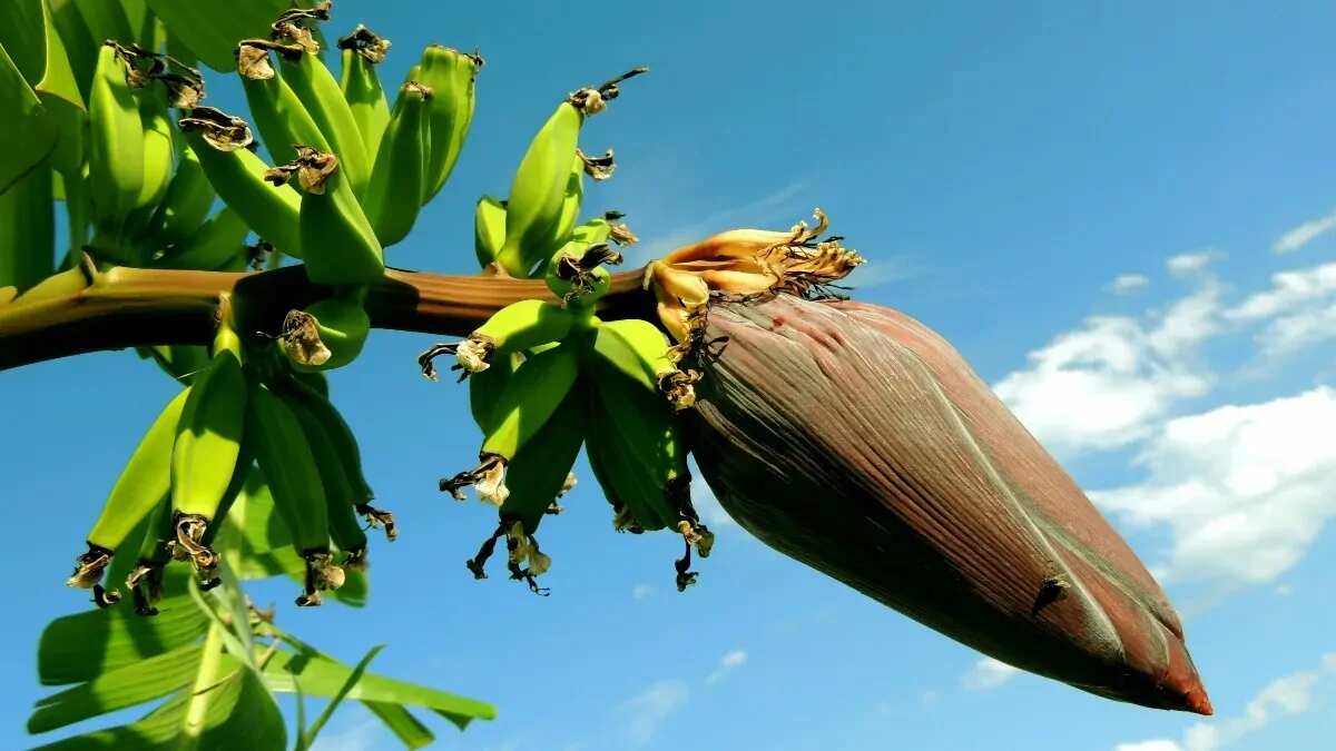 Plantain Health Benefits: 9 Reasons To Add It To Your Diet