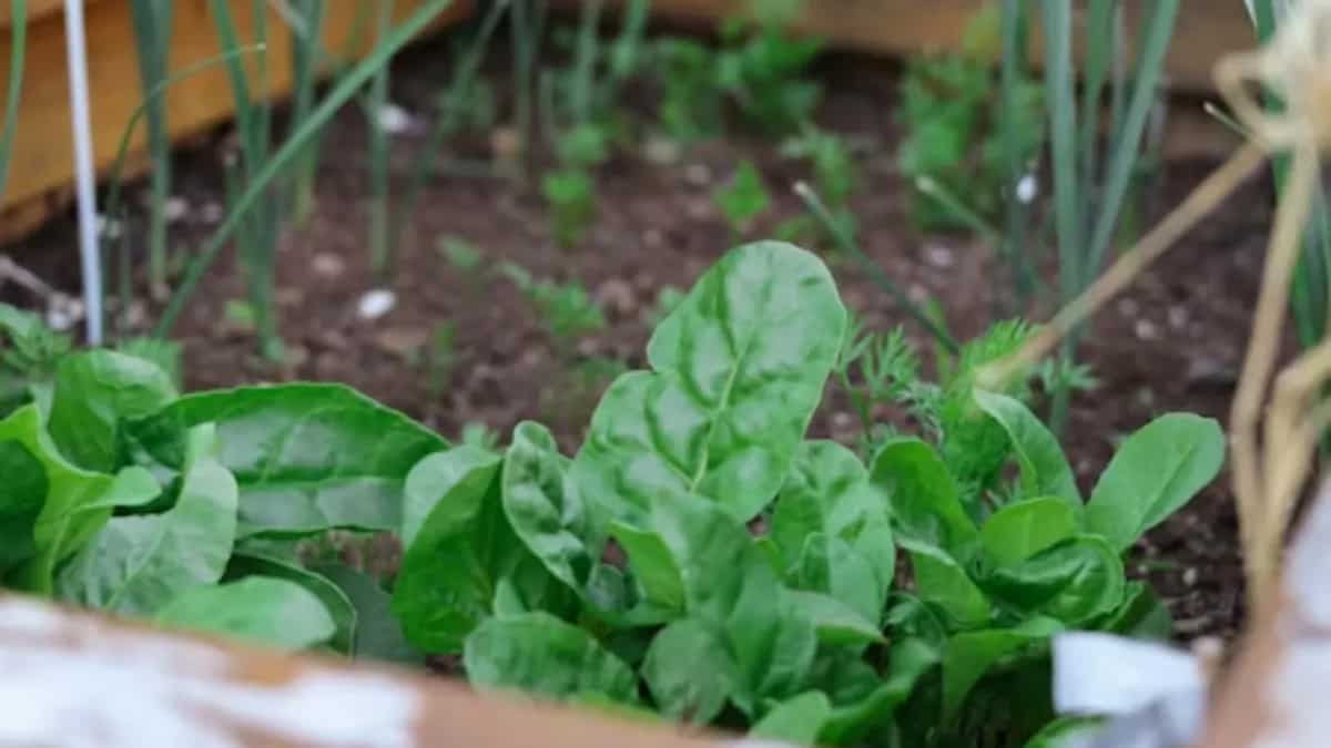 How To Grow Palak? Tips To Get A Healthy Harvest Of Spinach