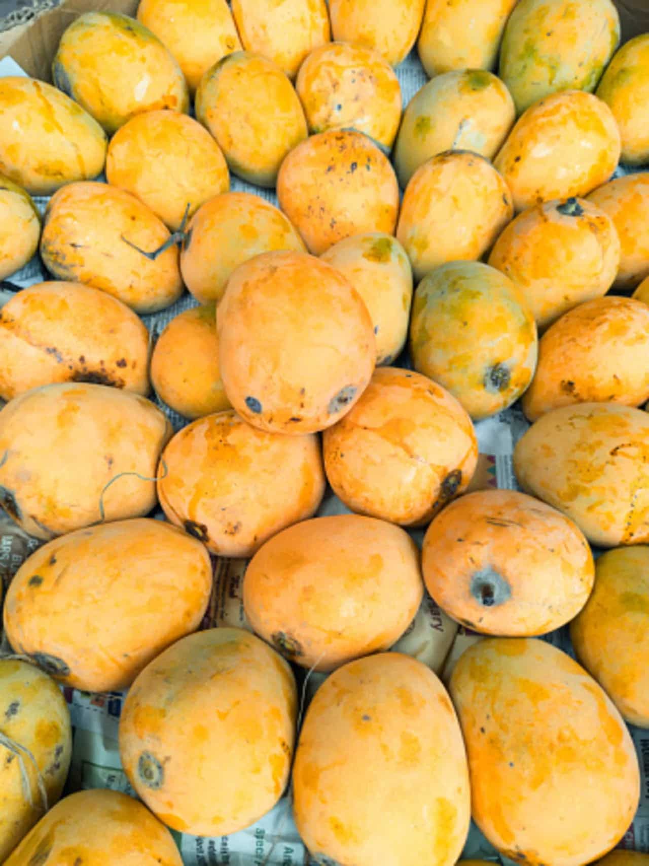Himsagar Mango The Sweetest Summer Delight Of West Bengal