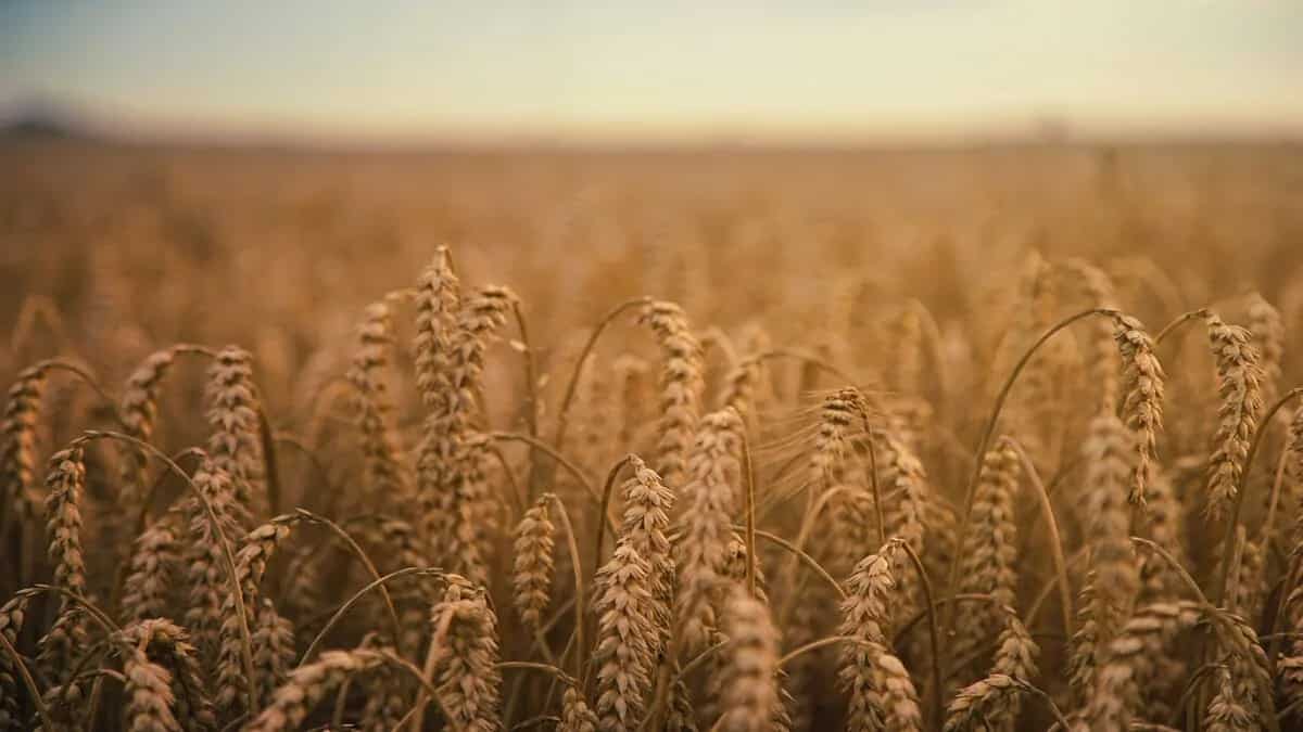 6 Essential Gluten-Free Grains And Creative Ways To Cook With Them