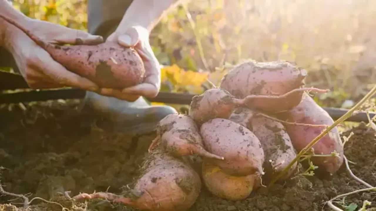 How To Grow Sweet Potatoes In Your Home Garden? 6 Must-Know Tips