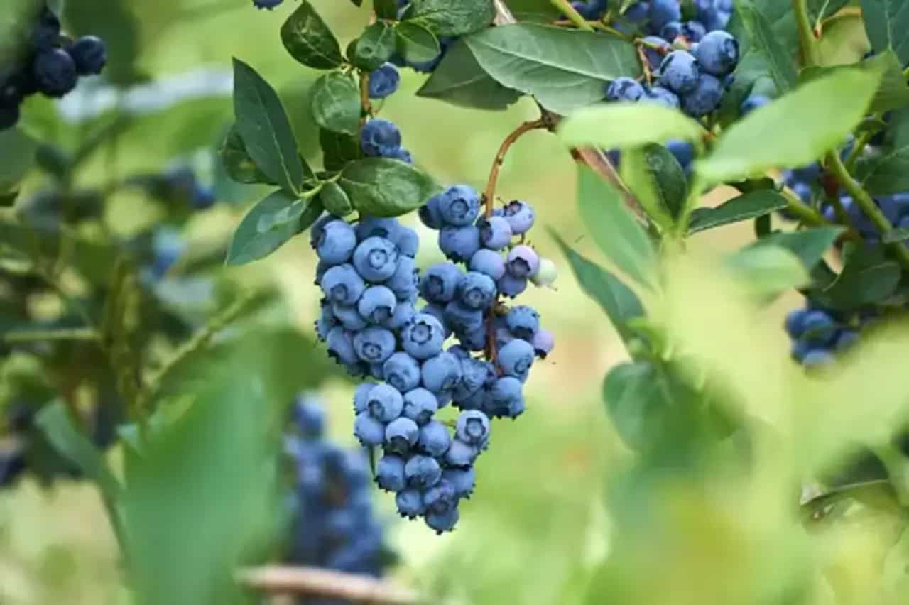 Grow Blueberries In Your Home Garden With These 7 Planting Tips