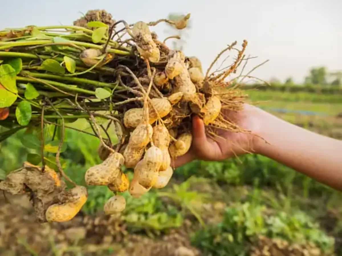 How To Grow Peanuts In Your Home Garden? 7 Planting Tips To Know