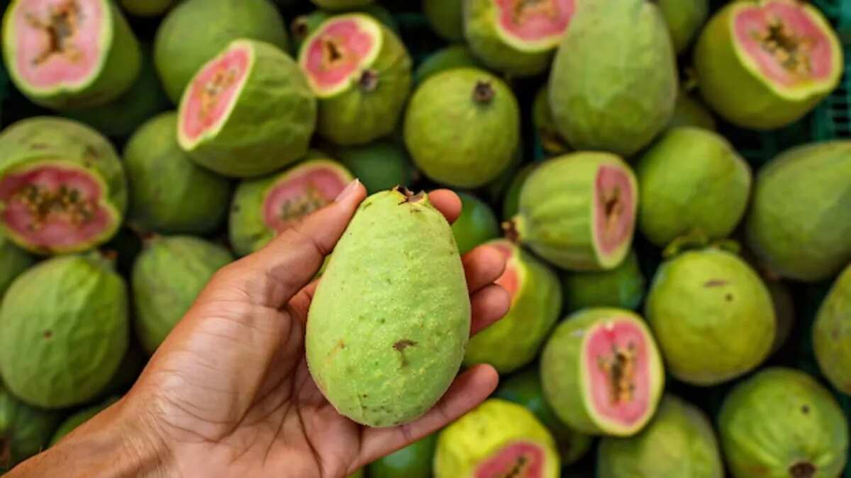 What Makes Guava A Nutrient Rich Fruit Find Out Here