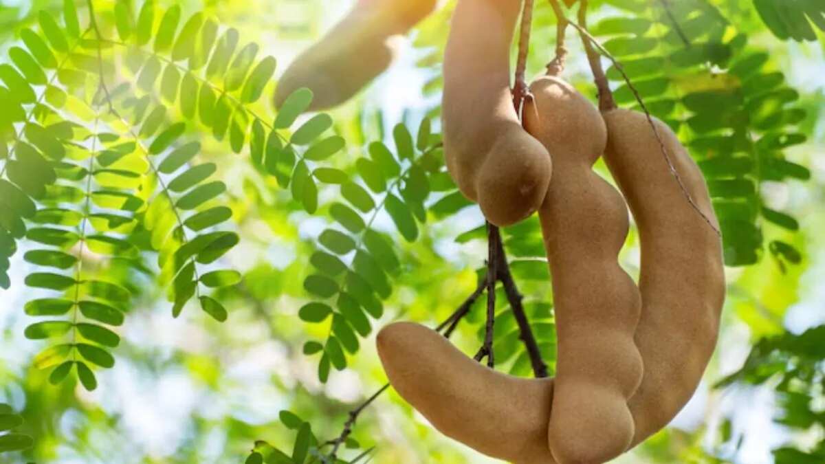 How To Grow Tamarind From Seeds In Your Garden
