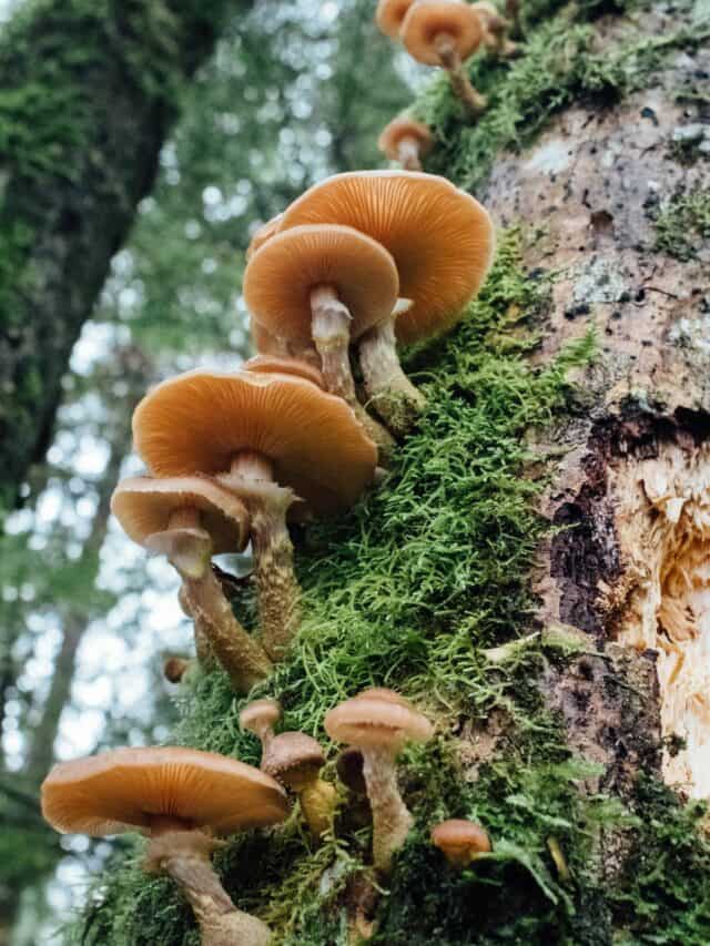 8 Most Commonly Found Varieties Of Mushroom In India