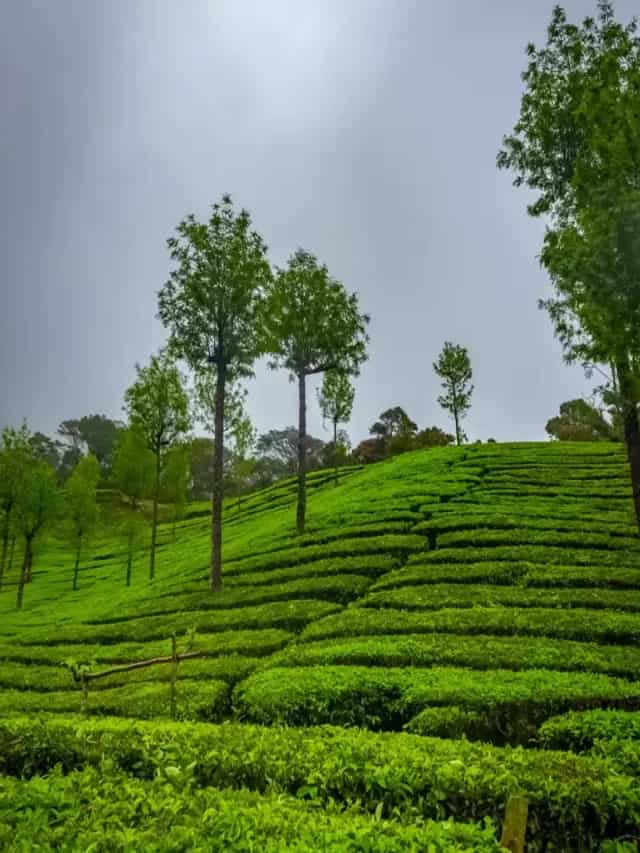 Exclusive For All Tea Lovers: 5 Famous Tea Destinations Of India