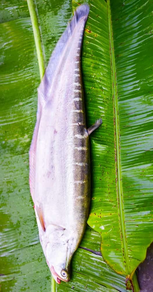 Chital Fish