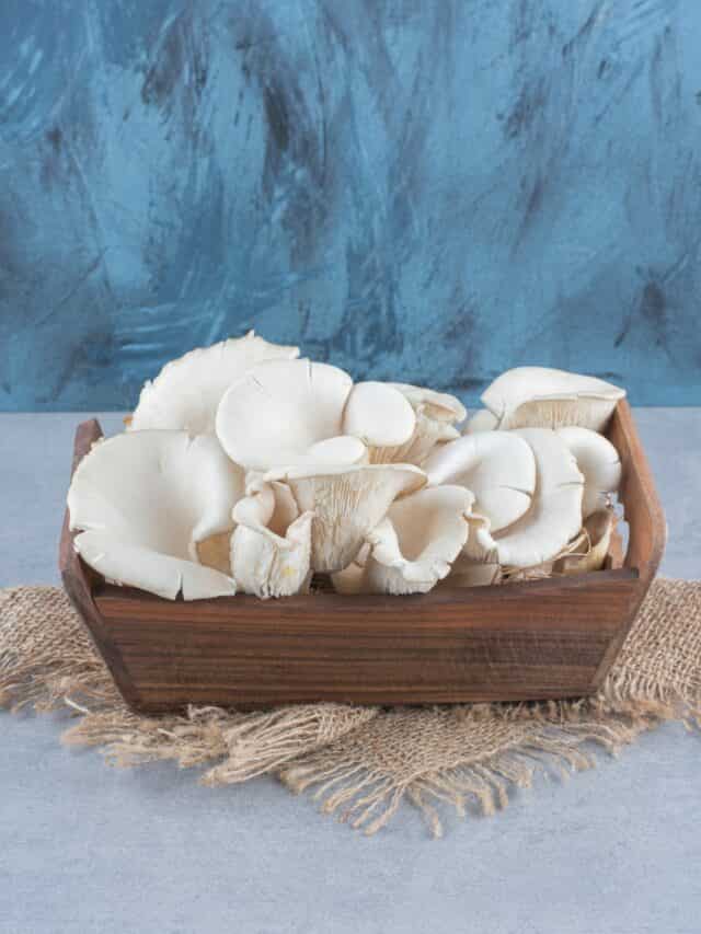 Best Indian Mushrooms You Must Add To Your Plate