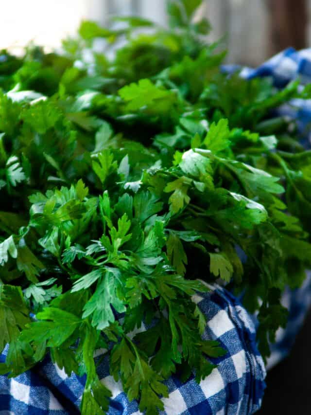 5 Health Benefits Of Eating Coriander Leaves