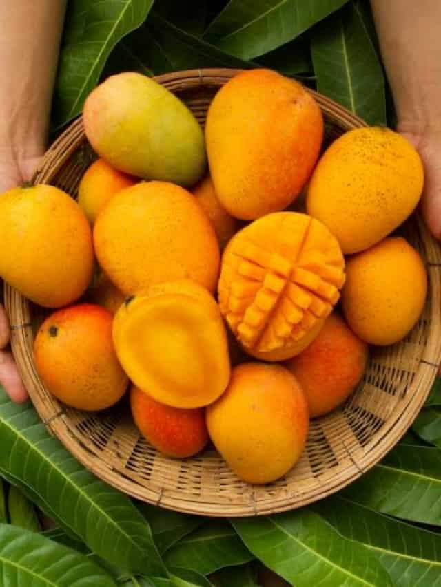 Mango Season Is Here! Know 10 Amazing Benefits Of Mangoes
