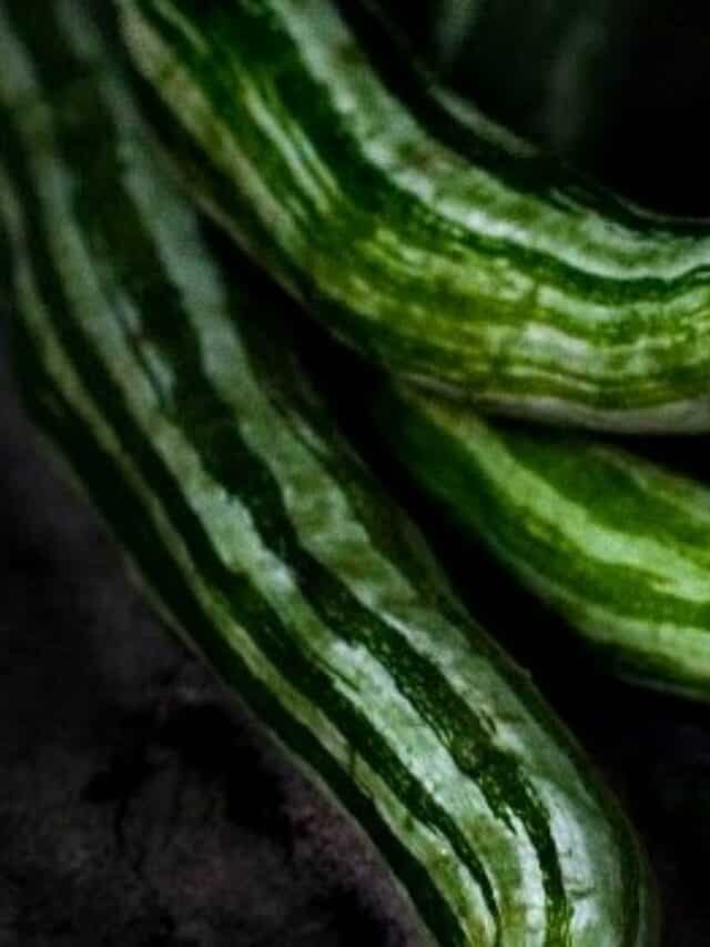 7 Health Benefits Of Eating Snake Gourd This Summer