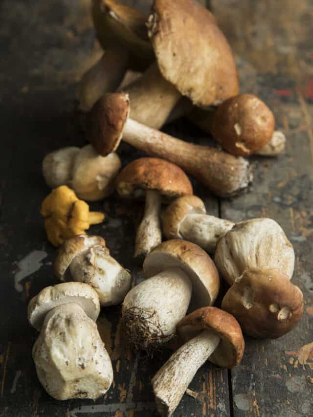 How To Dehydrate Mushrooms In 5 Easy Steps