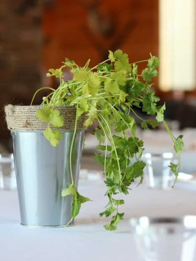 Basil To Coriander 10 Kitchen Herbs You Can Grow In Your Balcony