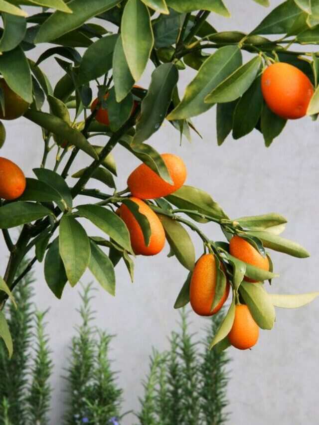 Kumquats To Anchur 10 Most Sour Foods In The World