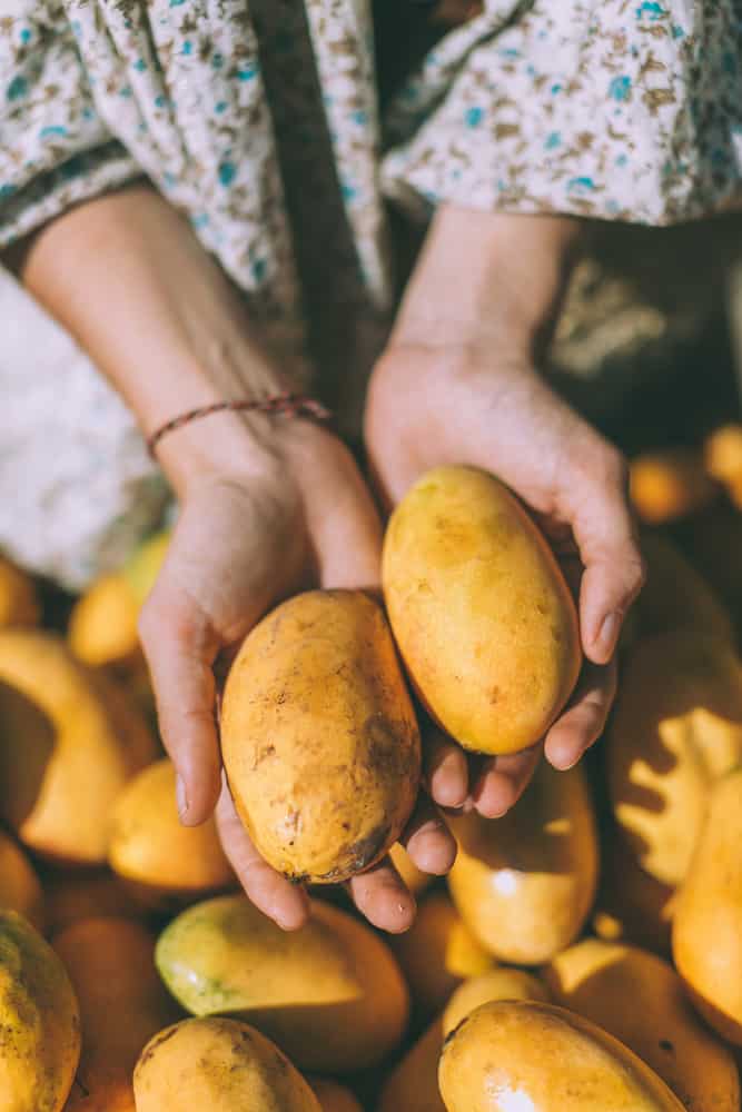 Hands,Hold,Two,Ripe,Orange,Mangoes,On,The,Background,Of