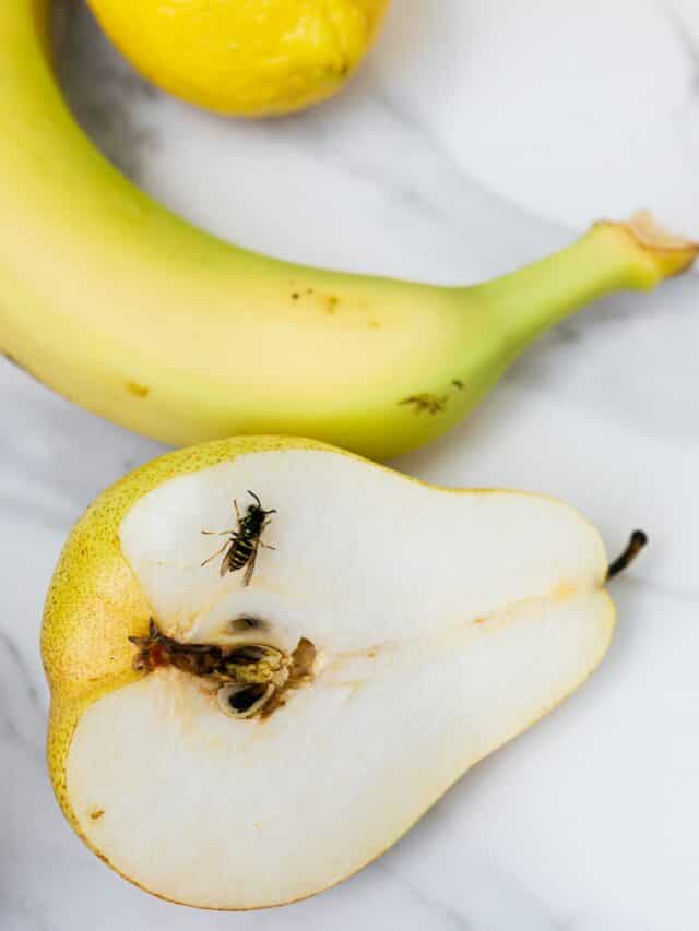 10 Monsoon Hacks To Keep Flies Away From Your Kitchen