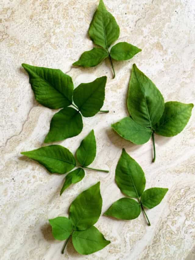 Sawan 2023 10 Health Benefits Of Bael Patra