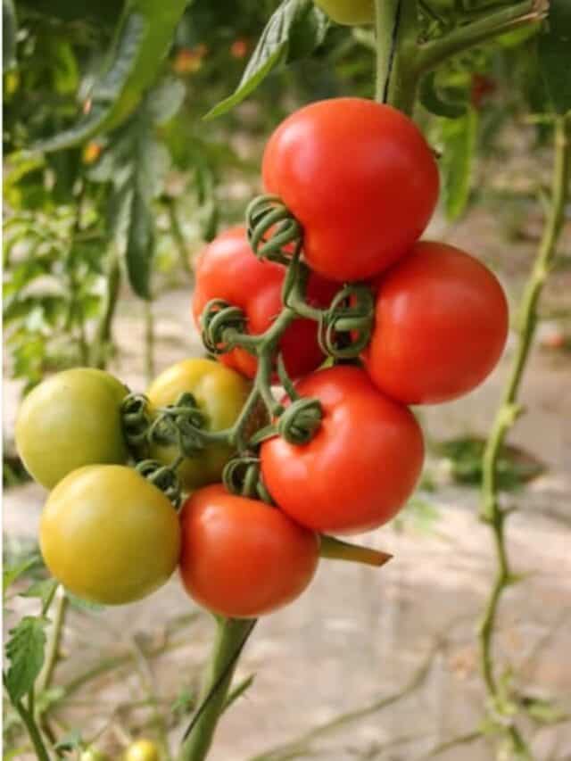 8 Best Tomato Substitutes: टमाटर नहीं हैं तो नो टेंशन, इन आठ चीजों को टमाटर के विकल्प के तौर पर कर सकते हैं इस्तेमाल, टेस्ट मिलेगा सेम टू सेम