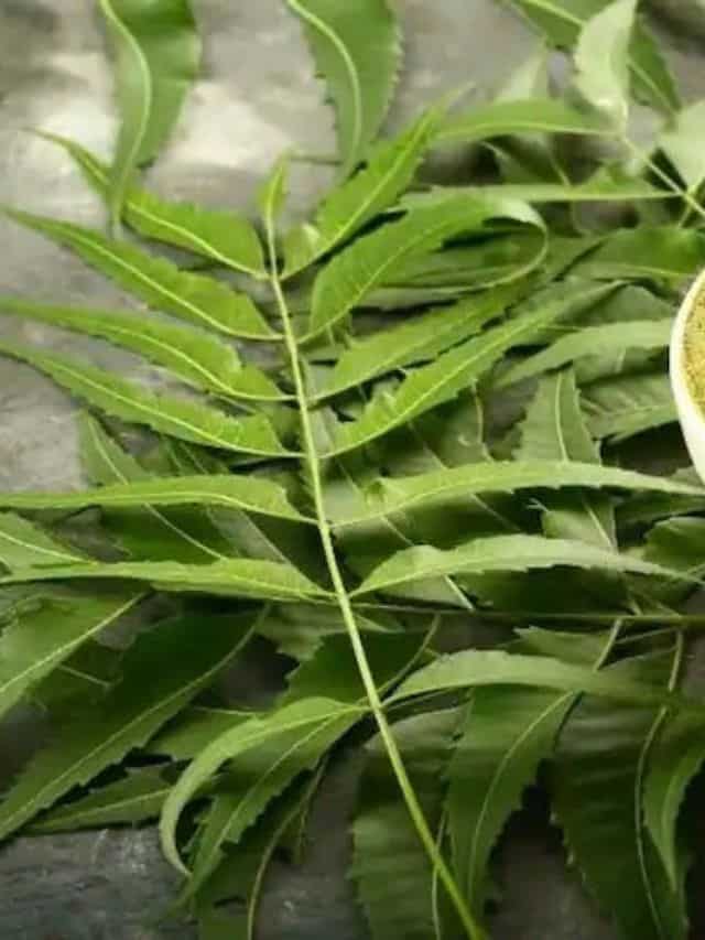 6 Creative Neem Leaves Dishes For Monsoon To Boost Immunity