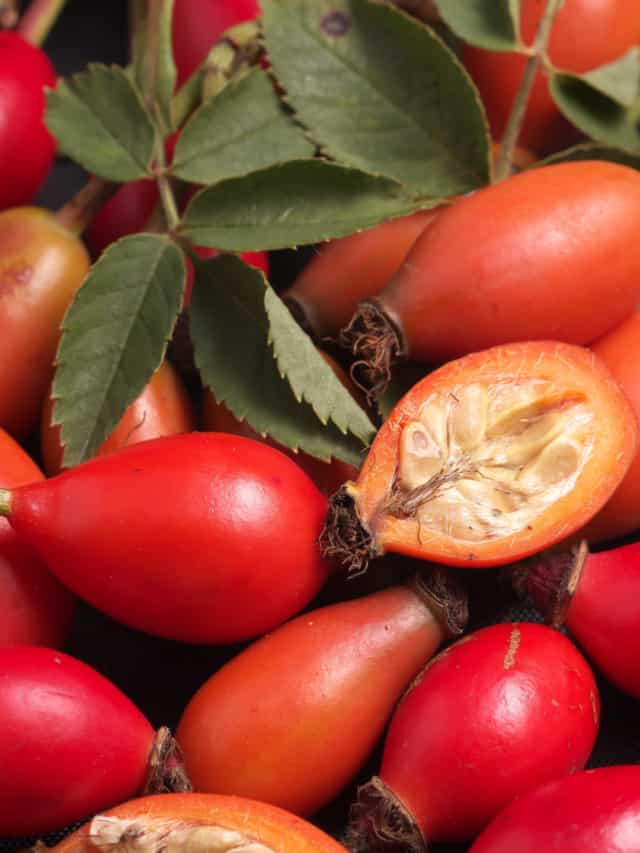 Rose Hips A Delightful Addition To Tantalise The Taste Buds