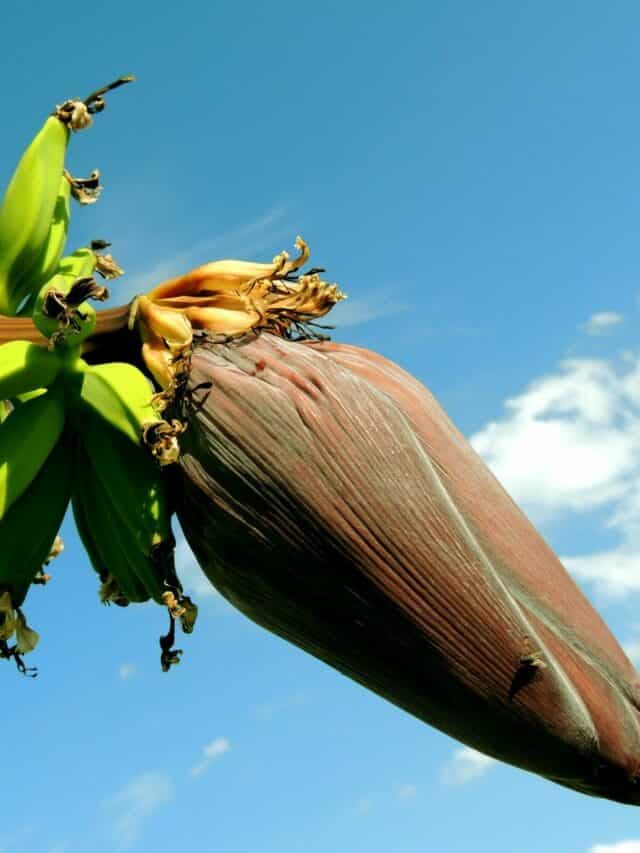 Easy Banana Flower Recipe To Try