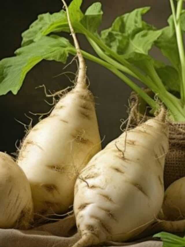 7 Reasons To Add Mishrikand Or Jicama Into Your Diet
