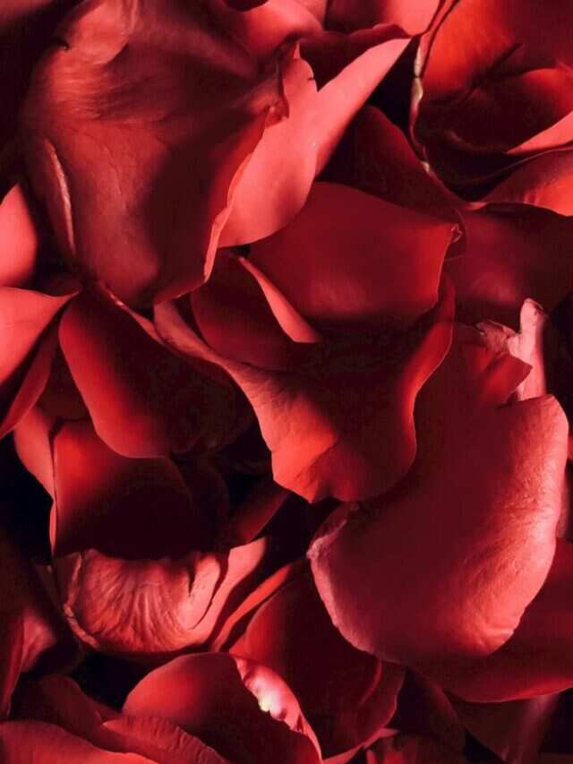 7 Reasons To Convince You To Add Rose Petals In Your Meals