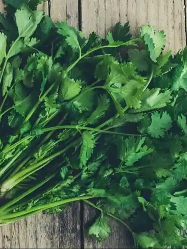 6 Ways To Keep Coriander Fresh For Longer